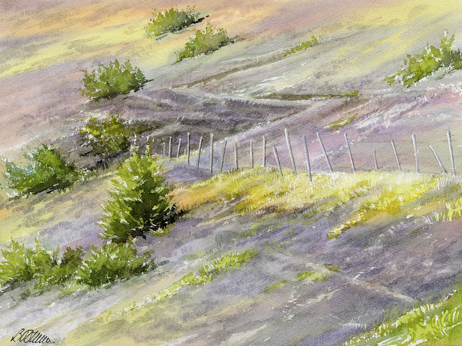 Bruyère d'Aigoual